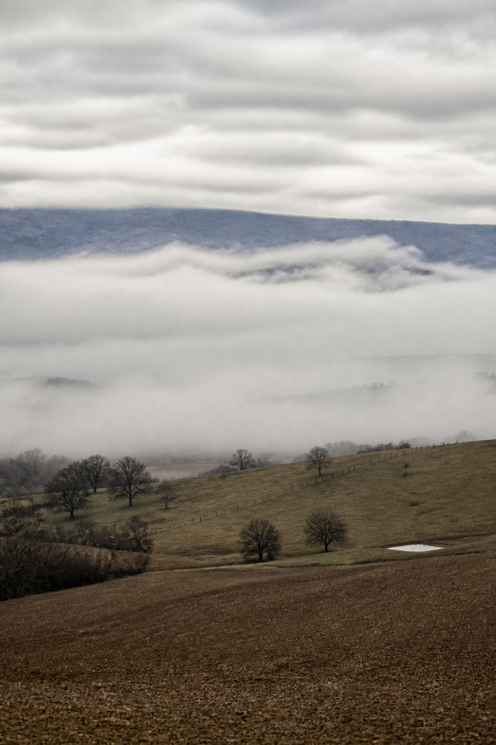 Nappe d'altocumulus en galets réguliers et ombrés couvrant une grande partie du ciel